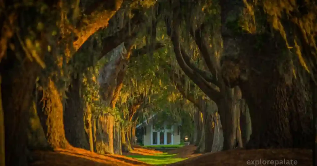 The Avenue of the Oaks on St. Simons Island