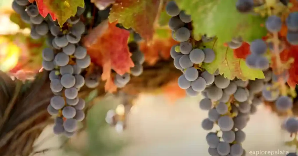 What Is Viticulture In Wine Terms?