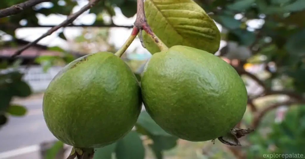 Do you love eating guavas?